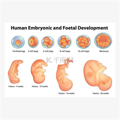 木型人配對 胚胎器官發育順序